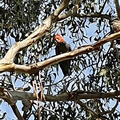 Callocephalon fimbriatum at Cook, ACT - suppressed