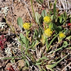 Triptilodiscus pygmaeus (Annual Daisy) at Whitlam, ACT - 12 Oct 2024 by sangio7