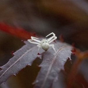 Thomisus spectabilis at Calwell, ACT - 13 Oct 2024