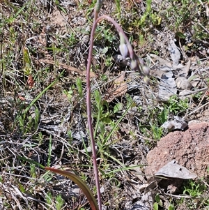 Thelymitra sp. at Whitlam, ACT - suppressed