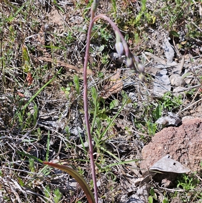 Thelymitra (Genus) (Sun Orchid) at Whitlam, ACT - 12 Oct 2024 by sangio7