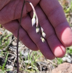 Thelymitra sp. at Whitlam, ACT - 12 Oct 2024