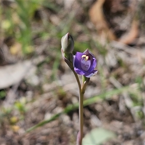 Thelymitra peniculata at Whitlam, ACT - 12 Oct 2024