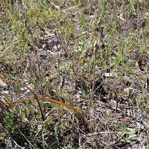 Thelymitra peniculata at Whitlam, ACT - 12 Oct 2024