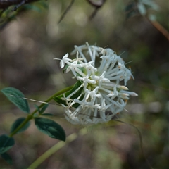 Pimelea linifolia (Slender Rice Flower) at Bumbaldry, NSW - 3 Oct 2024 by RobG1