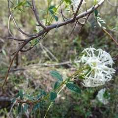 Pimelea linifolia at Bumbaldry, NSW - suppressed