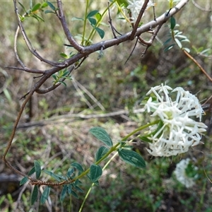 Pimelea linifolia at Bumbaldry, NSW - 3 Oct 2024