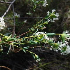 Pimelea linifolia at Bumbaldry, NSW - suppressed