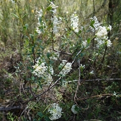 Pimelea linifolia at Bumbaldry, NSW - 3 Oct 2024