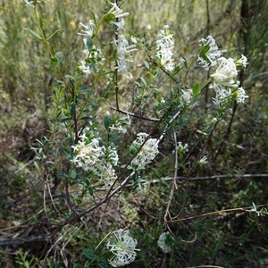 Pimelea linifolia at Bumbaldry, NSW - 3 Oct 2024