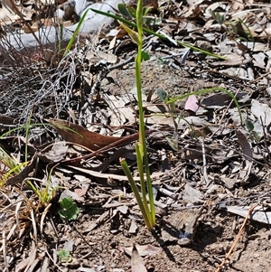 Diuris sp. at Whitlam, ACT - suppressed