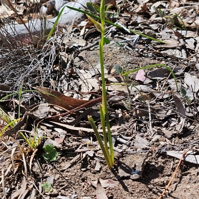 Diuris sp. (A Donkey Orchid) at Whitlam, ACT - 12 Oct 2024 by sangio7