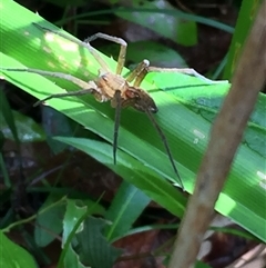 Pisauridae (family) (Water spider) at Manoora, QLD - 12 Oct 2024 by Jason7Stewart2016onNM