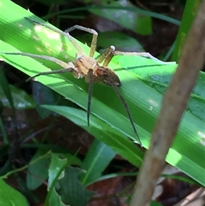 Dolomedes facetus at Manoora, QLD - 13 Oct 2024