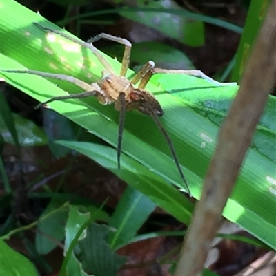 Pisauridae (family) (Water spider) at Manoora, QLD - 12 Oct 2024 by Jason7Stewart2016onNM