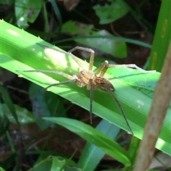 Dolomedes facetus at Manoora, QLD - 13 Oct 2024 09:20 AM