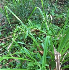 Dolomedes facetus at Manoora, QLD - 13 Oct 2024 09:20 AM