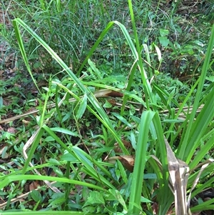 Dolomedes facetus at Manoora, QLD - 13 Oct 2024