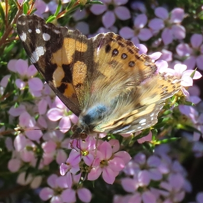 Vanessa kershawi (Australian Painted Lady) at Symonston, ACT - 12 Oct 2024 by RodDeb