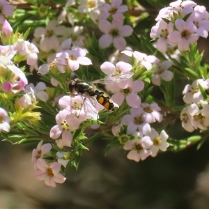 Melangyna viridiceps at Symonston, ACT - 12 Oct 2024