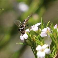 Melangyna viridiceps at Symonston, ACT - 12 Oct 2024