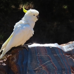 Cacatua galerita (Sulphur-crested Cockatoo) at Symonston, ACT - 12 Oct 2024 by RodDeb