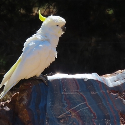 Cacatua galerita (Sulphur-crested Cockatoo) at Symonston, ACT - 12 Oct 2024 by RodDeb