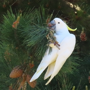 Cacatua galerita at Symonston, ACT - 12 Oct 2024