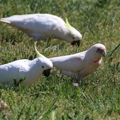 Cacatua galerita at Symonston, ACT - 12 Oct 2024