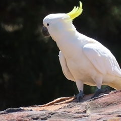 Cacatua galerita at Symonston, ACT - 12 Oct 2024