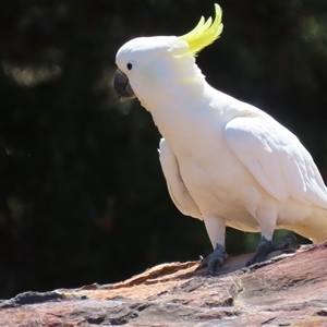 Cacatua galerita at Symonston, ACT - 12 Oct 2024