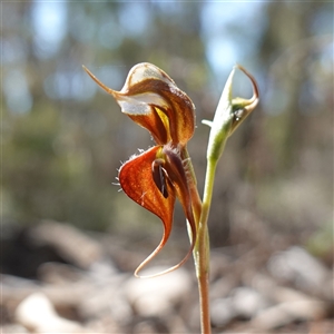 Oligochaetochilus boormanii at Bumbaldry, NSW - 3 Oct 2024