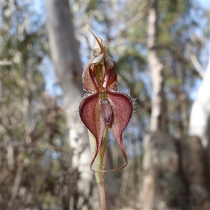 Oligochaetochilus boormanii at Bumbaldry, NSW - 3 Oct 2024