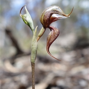 Oligochaetochilus boormanii at Bumbaldry, NSW - suppressed