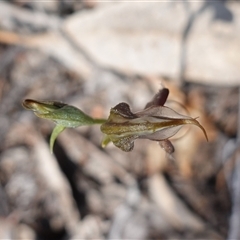 Oligochaetochilus boormanii at Bumbaldry, NSW - 3 Oct 2024