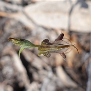 Oligochaetochilus boormanii at Bumbaldry, NSW - 3 Oct 2024