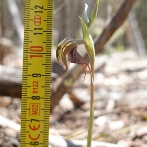 Oligochaetochilus boormanii at Bumbaldry, NSW - suppressed