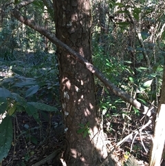 Litsea fawcettiana (brown bollywood, brown beech) at Manunda, QLD - 18 Aug 2024 by JasonPStewartNMsnc2016