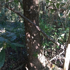 Litsea fawcettiana at Manunda, QLD - 18 Aug 2024 04:05 PM