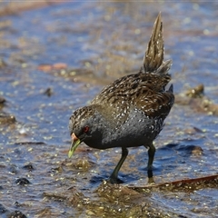 Porzana fluminea (Australian Spotted Crake) at Fyshwick, ACT - 12 Oct 2024 by RodDeb