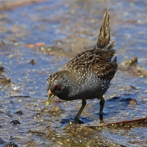 Porzana fluminea at Fyshwick, ACT - 12 Oct 2024