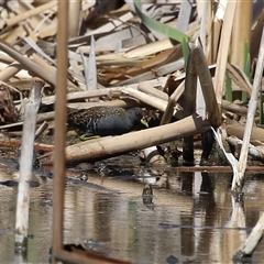 Porzana fluminea at Fyshwick, ACT - 12 Oct 2024