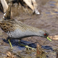 Porzana fluminea at Fyshwick, ACT - 12 Oct 2024