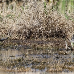 Porzana fluminea at Fyshwick, ACT - 12 Oct 2024