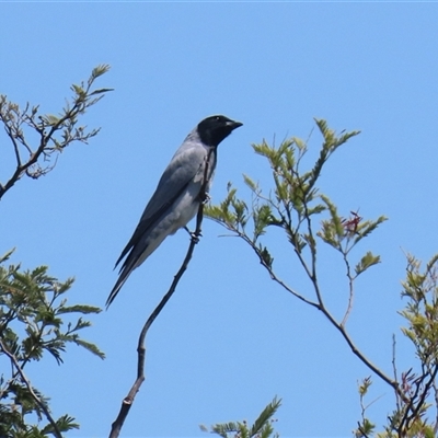 Coracina novaehollandiae (Black-faced Cuckooshrike) at Fyshwick, ACT - 12 Oct 2024 by RodDeb