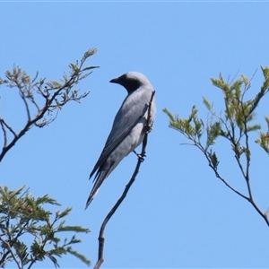 Coracina novaehollandiae at Fyshwick, ACT - 12 Oct 2024