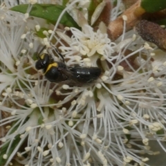 Hylaeinae (subfamily) (Masked bee, Hylaeine bee) at Freshwater Creek, VIC - 16 Feb 2021 by WendyEM