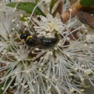 Hylaeinae (subfamily) at Freshwater Creek, VIC - 16 Feb 2021 03:33 PM