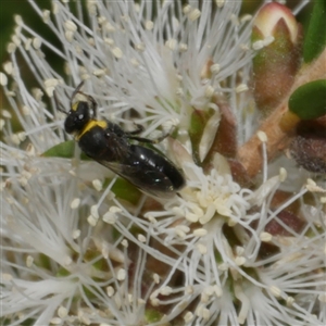 Hylaeinae (subfamily) at Freshwater Creek, VIC - 16 Feb 2021 03:33 PM