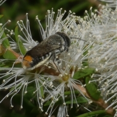 Megachile sp. (several subgenera) (Resin Bees) at Freshwater Creek, VIC - 16 Feb 2021 by WendyEM